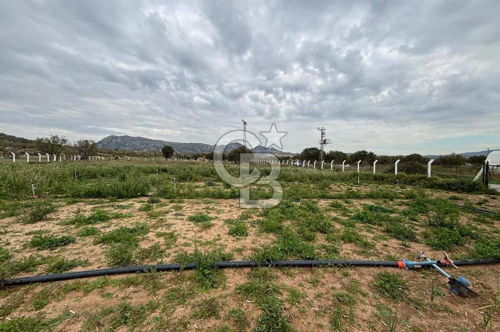 Çanakkale Ezine Uluköy 5195 M2 Satılık Tarla!