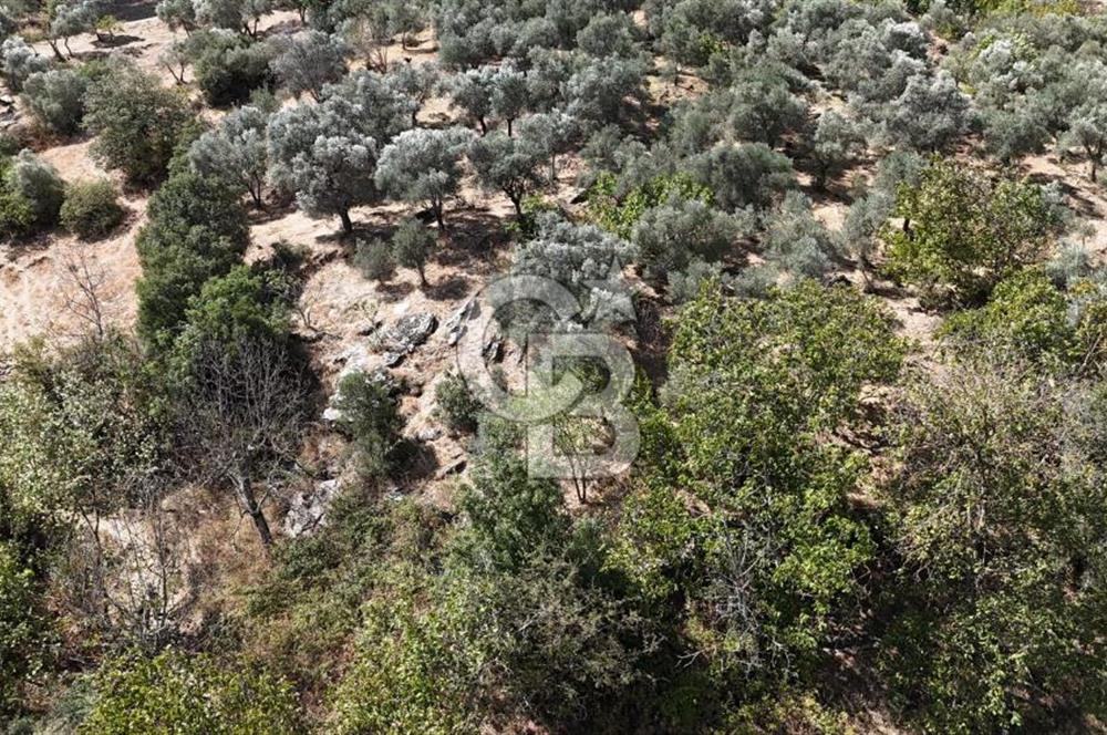 İzmir / Bayındır Kızılcaağaç'ta Satılık Özel Konumlu Bahçe