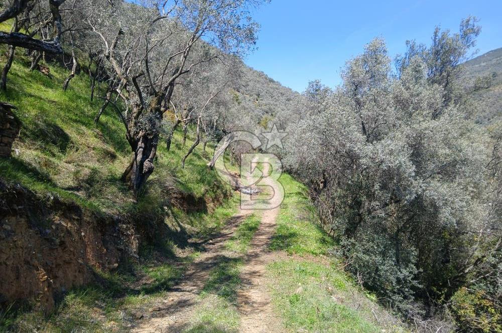 İzmir Bayındır'da Satılık Yola Cepheli Muhteşem Zeytinlik