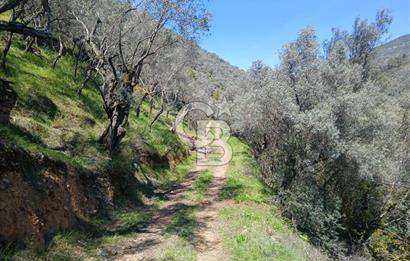 İzmir Bayındır'da Satılık Yola Cepheli Muhteşem Zeytinlik