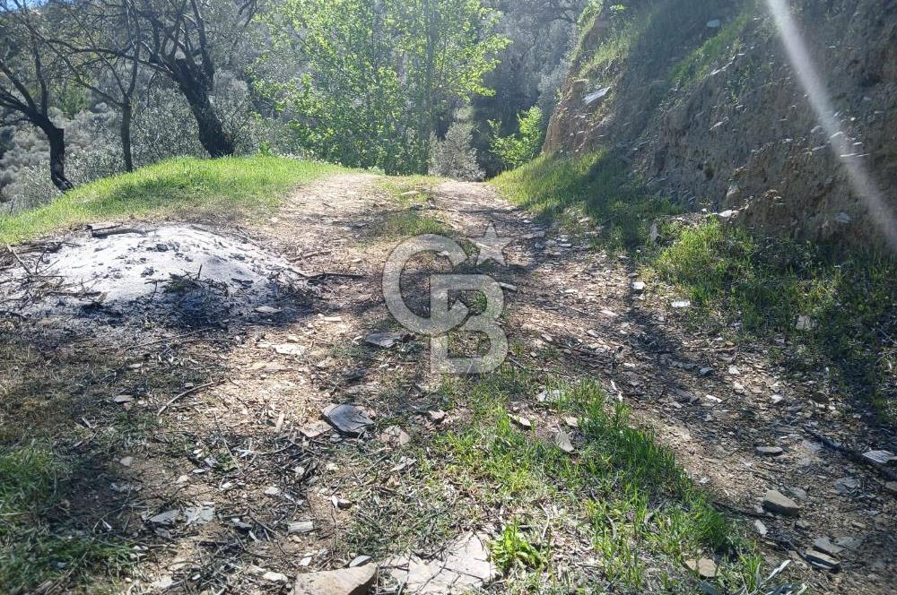 İzmir Bayındır'da Satılık Yola Cepheli Muhteşem Zeytinlik