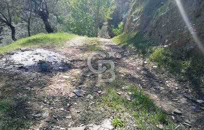 İzmir Bayındır'da Satılık Yola Cepheli Muhteşem Zeytinlik