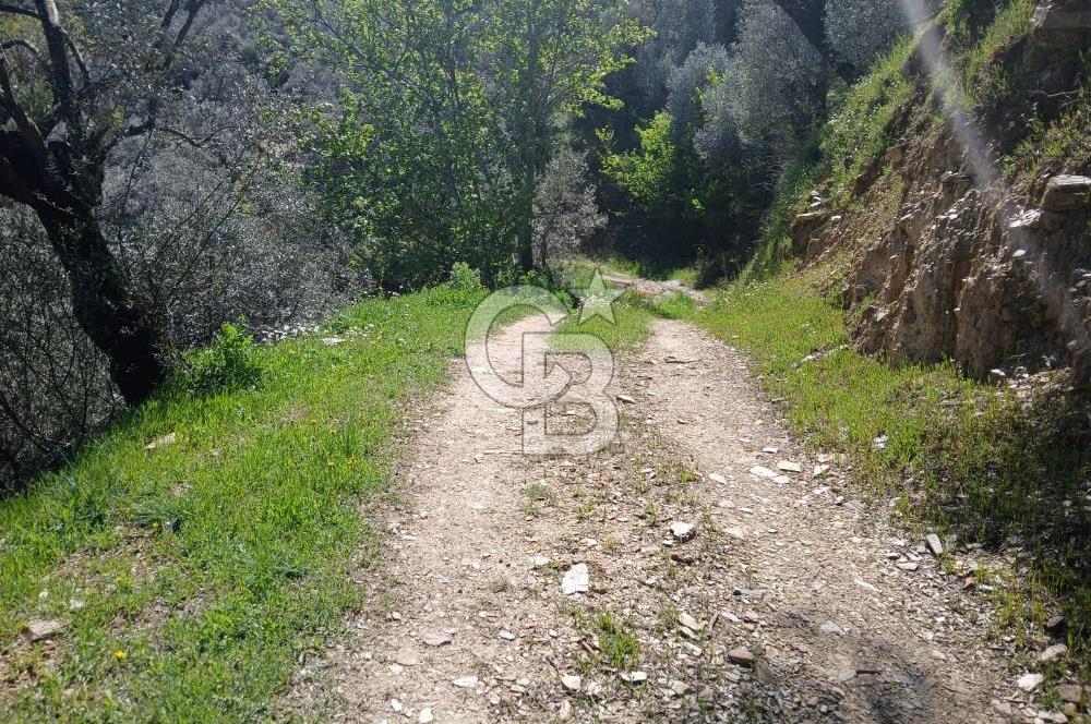 İzmir Bayındır'da Satılık Yola Cepheli Muhteşem Zeytinlik