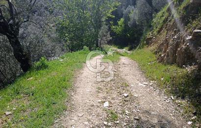 İzmir Bayındır'da Satılık Yola Cepheli Muhteşem Zeytinlik