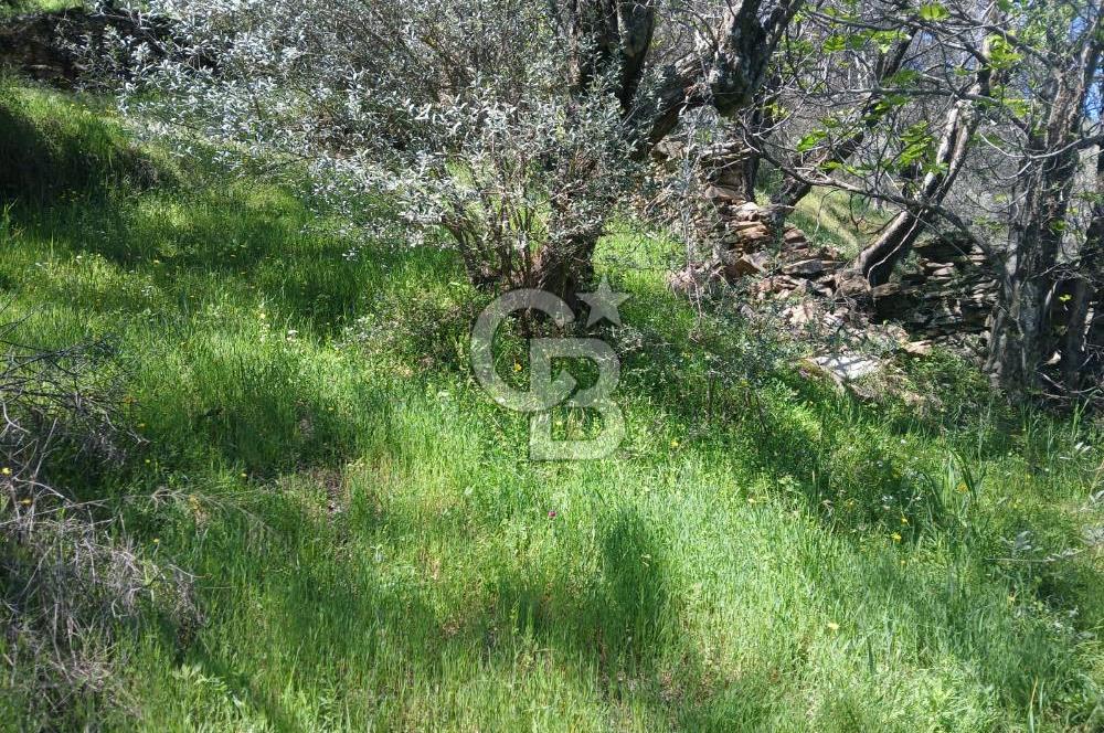 İzmir Bayındır'da Satılık Yola Cepheli Muhteşem Zeytinlik