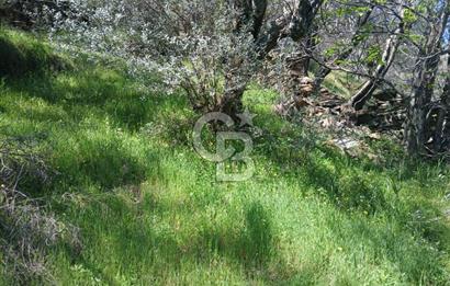 İzmir Bayındır'da Satılık Yola Cepheli Muhteşem Zeytinlik