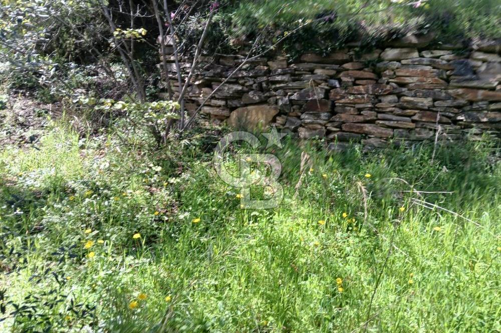 İzmir Bayındır'da Satılık Yola Cepheli Muhteşem Zeytinlik