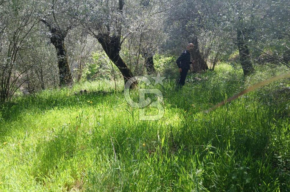 İzmir Bayındır'da Satılık Yola Cepheli Muhteşem Zeytinlik