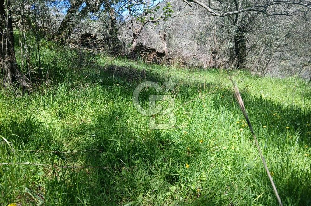 İzmir Bayındır'da Satılık Yola Cepheli Muhteşem Zeytinlik