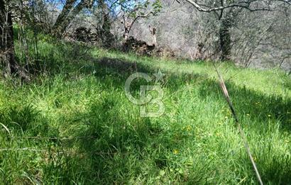 İzmir Bayındır'da Satılık Yola Cepheli Muhteşem Zeytinlik