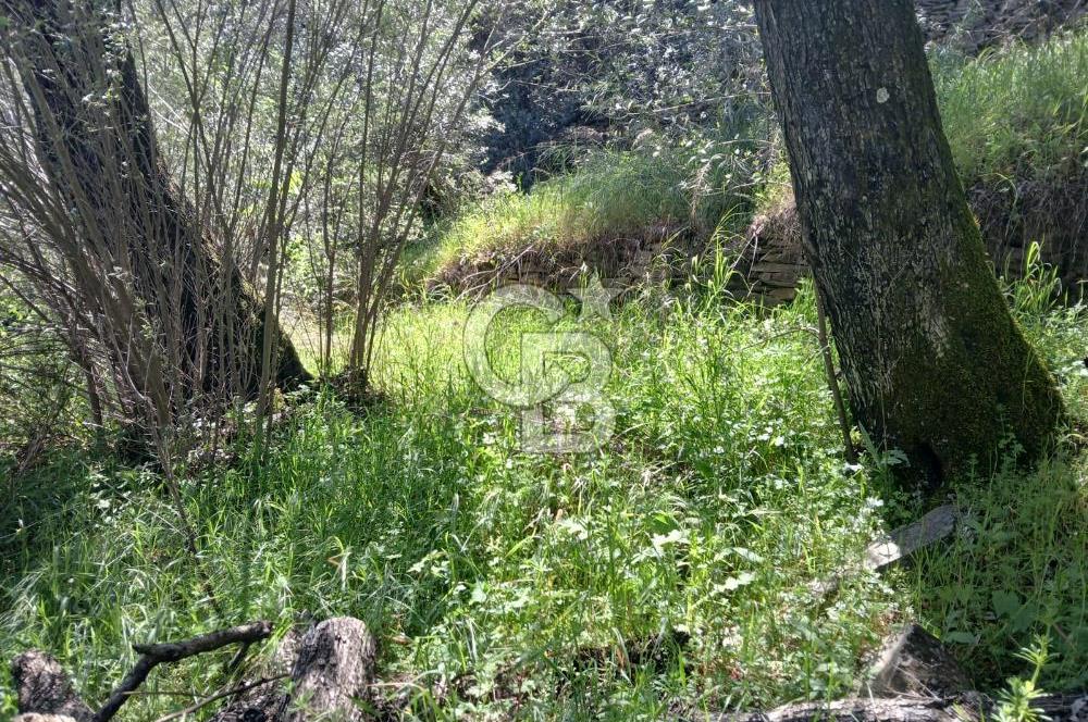 İzmir Bayındır'da Satılık Yola Cepheli Muhteşem Zeytinlik