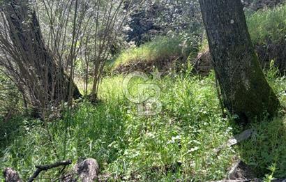 İzmir Bayındır'da Satılık Yola Cepheli Muhteşem Zeytinlik