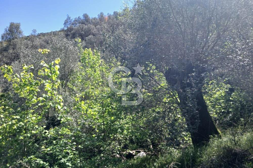 İzmir Bayındır'da Satılık Yola Cepheli Muhteşem Zeytinlik