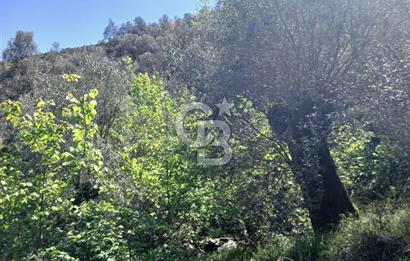 İzmir Bayındır'da Satılık Yola Cepheli Muhteşem Zeytinlik