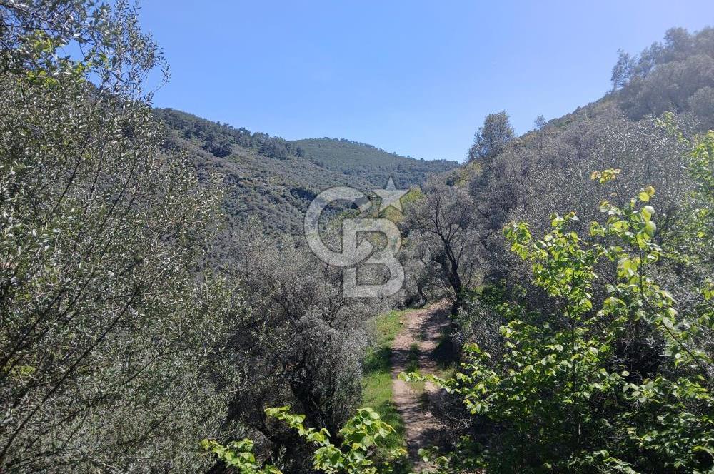 İzmir Bayındır'da Satılık Yola Cepheli Muhteşem Zeytinlik