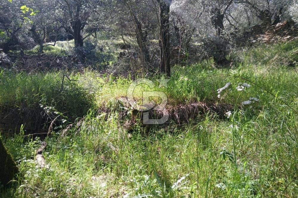 İzmir Bayındır'da Satılık Yola Cepheli Muhteşem Zeytinlik