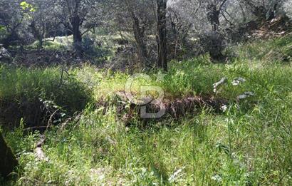 İzmir Bayındır'da Satılık Yola Cepheli Muhteşem Zeytinlik