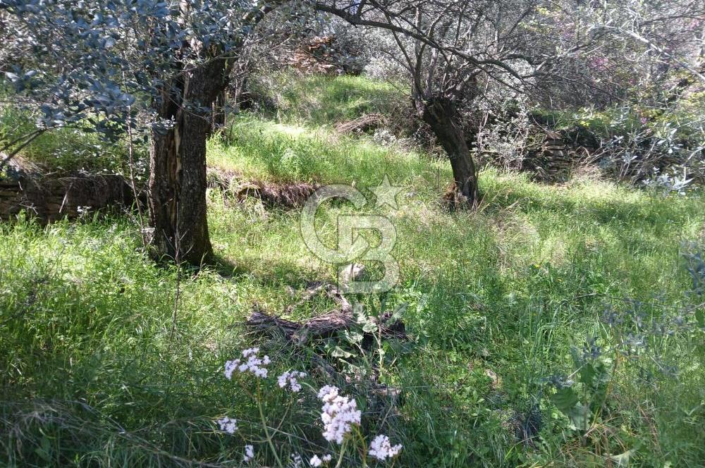 İzmir Bayındır'da Satılık Yola Cepheli Muhteşem Zeytinlik