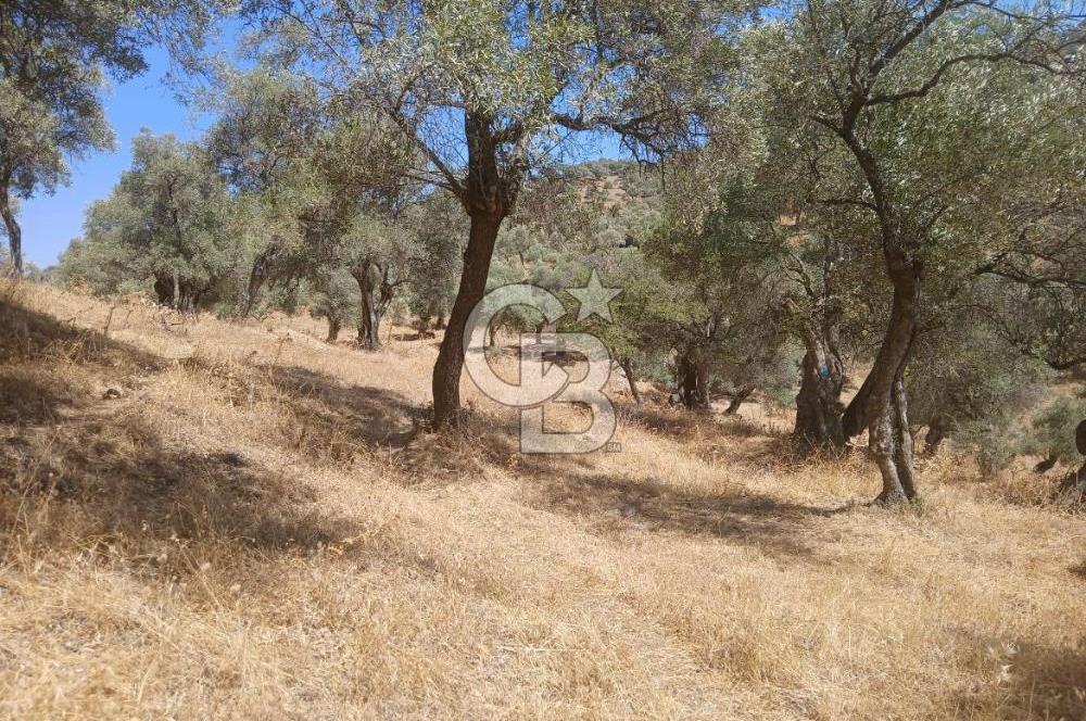 Bayındır Karapınar'da Satılık Köye Yakın Uygun Zeytinlik