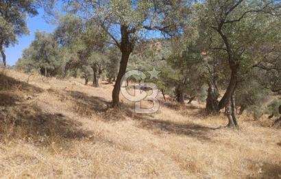 Bayındır Karapınar'da Satılık Köye Yakın Uygun Zeytinlik