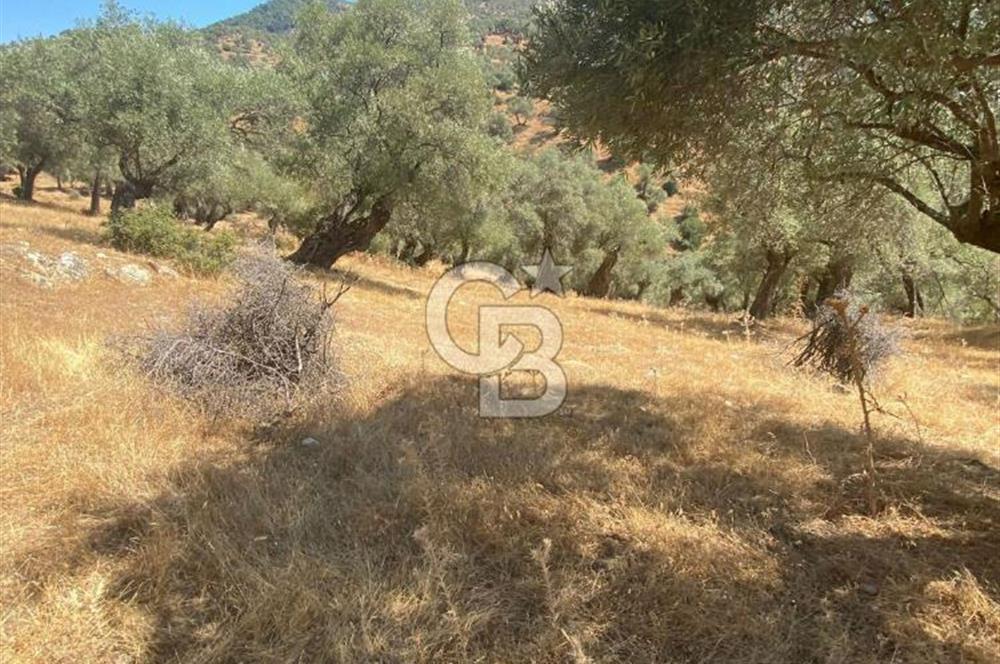 Bayındır Karapınar'da Satılık Köye Yakın Uygun Zeytinlik