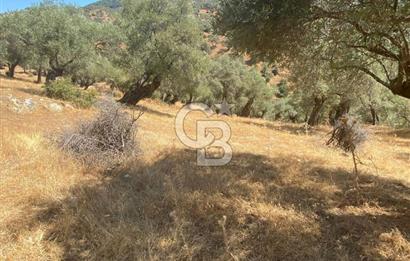 Bayındır Karapınar'da Satılık Köye Yakın Uygun Zeytinlik