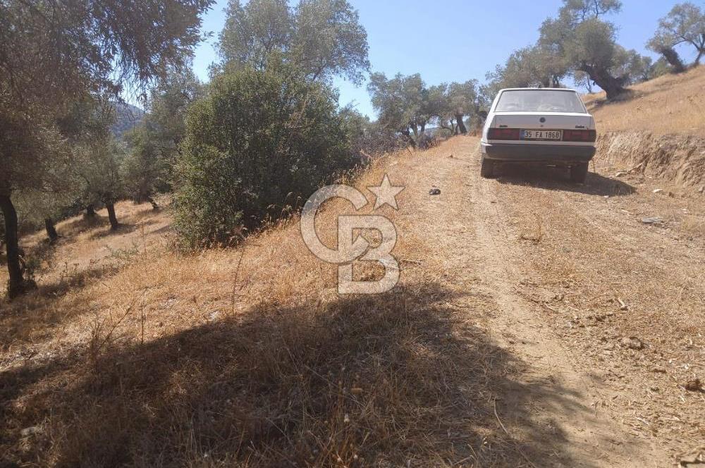 Bayındır Karapınar'da Satılık Köye Yakın Uygun Zeytinlik