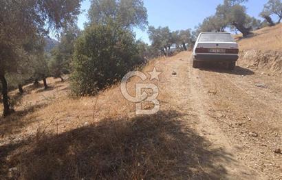 Bayındır Karapınar'da Satılık Köye Yakın Uygun Zeytinlik