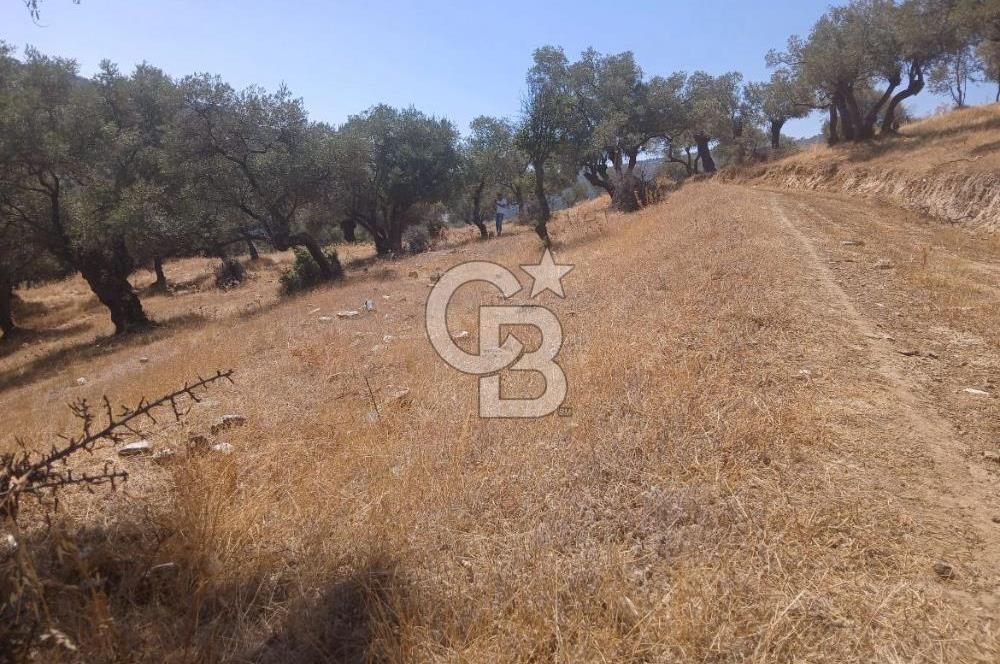 Bayındır Karapınar'da Satılık Köye Yakın Uygun Zeytinlik