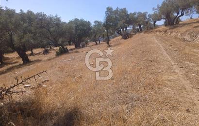 Bayındır Karapınar'da Satılık Köye Yakın Uygun Zeytinlik