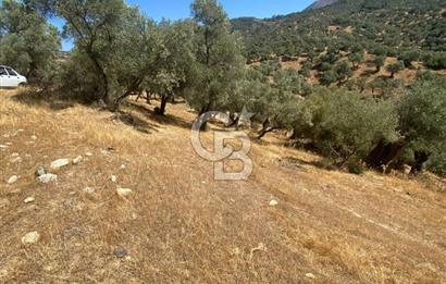 Bayındır Karapınar'da Satılık Köye Yakın Uygun Zeytinlik