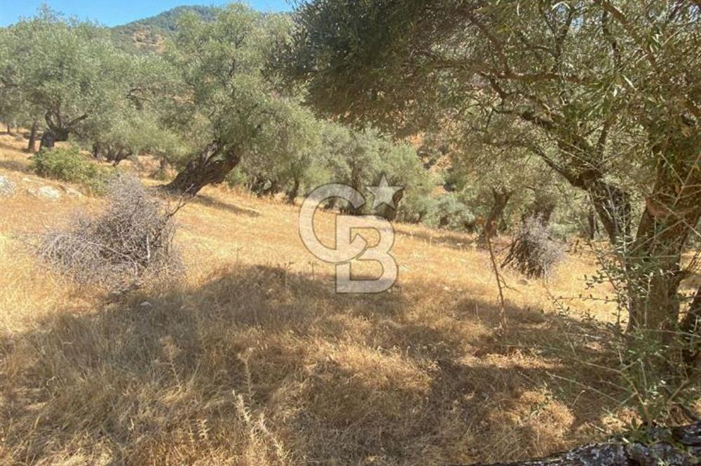 Bayındır Karapınar'da Satılık Köye Yakın Uygun Zeytinlik