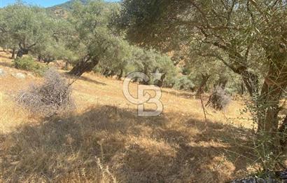 Bayındır Karapınar'da Satılık Köye Yakın Uygun Zeytinlik