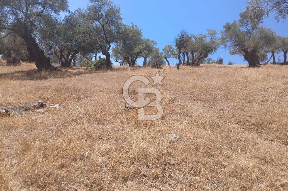 Bayındır Karapınar'da Satılık Köye Yakın Uygun Zeytinlik