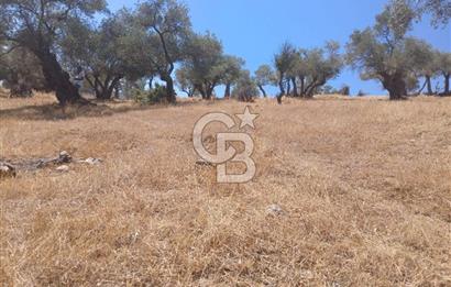 Bayındır Karapınar'da Satılık Köye Yakın Uygun Zeytinlik