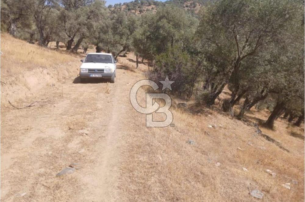 Bayındır Karapınar'da Satılık Köye Yakın Uygun Zeytinlik