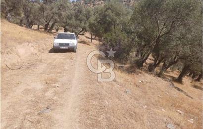 Bayındır Karapınar'da Satılık Köye Yakın Uygun Zeytinlik