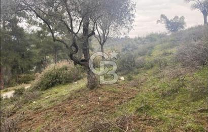 Bayındır'da Satılık Asfalt Yola Cepheli Zeytinlik