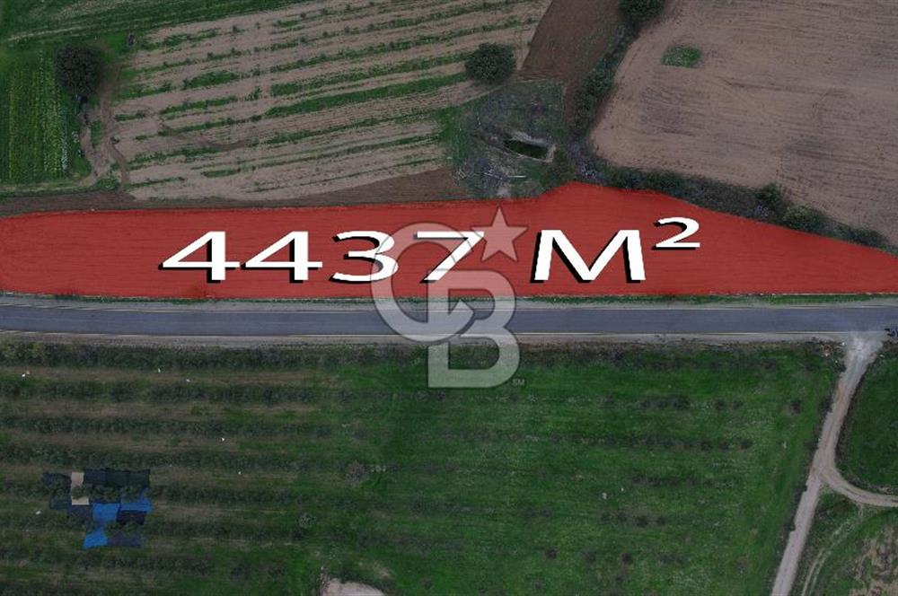 Çanakkale Ezine Yahyaçavus Köyü 4.437 M2 Satılık Tarla !