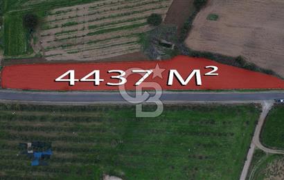 Çanakkale Ezine Yahyaçavus Köyü 4.437 M2 Satılık Tarla !