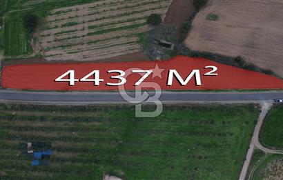 Çanakkale Ezine Yahyaçavus Köyü 4.437 M2 Satılık Tarla !
