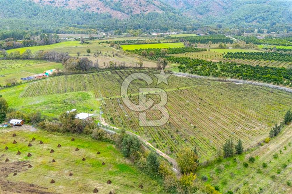 KÖYCEĞİZ TOPARLAR'DA MÜSTAKİL TAPULU 40 DÖNÜM TARLA