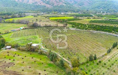 KÖYCEĞİZ TOPARLAR'DA MÜSTAKİL TAPULU 40 DÖNÜM TARLA