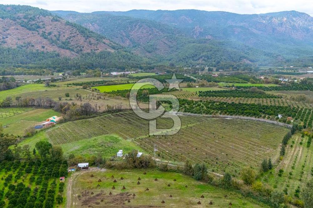 KÖYCEĞİZ TOPARLAR'DA MÜSTAKİL TAPULU 40 DÖNÜM TARLA