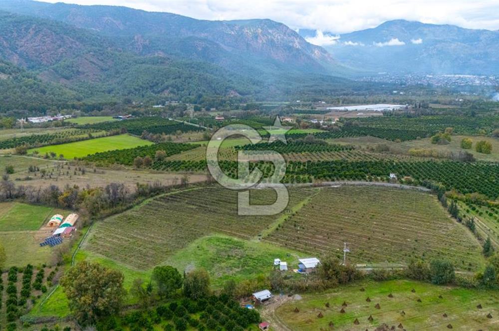 KÖYCEĞİZ TOPARLAR'DA MÜSTAKİL TAPULU 40 DÖNÜM TARLA