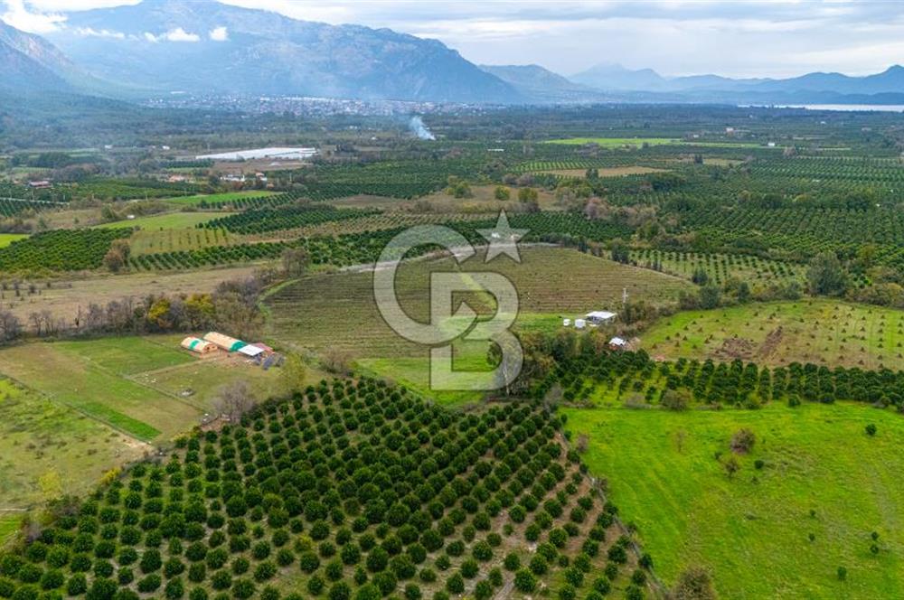 KÖYCEĞİZ TOPARLAR'DA MÜSTAKİL TAPULU 40 DÖNÜM TARLA