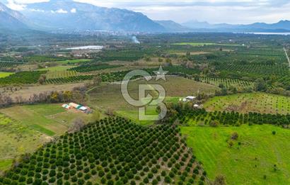 KÖYCEĞİZ TOPARLAR'DA MÜSTAKİL TAPULU 40 DÖNÜM TARLA