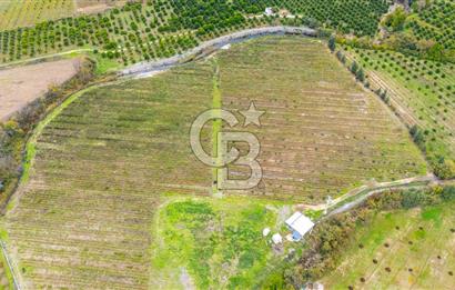 KÖYCEĞİZ TOPARLAR'DA MÜSTAKİL TAPULU 40 DÖNÜM TARLA