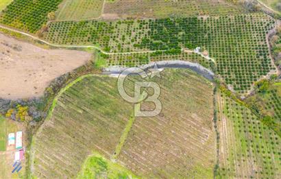 KÖYCEĞİZ TOPARLAR'DA MÜSTAKİL TAPULU 40 DÖNÜM TARLA