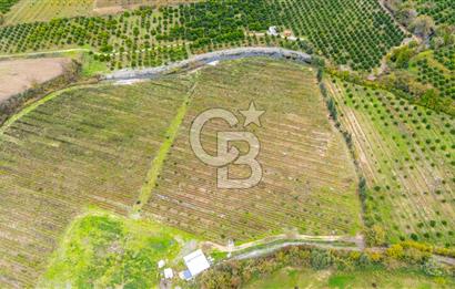 KÖYCEĞİZ TOPARLAR'DA MÜSTAKİL TAPULU 40 DÖNÜM TARLA